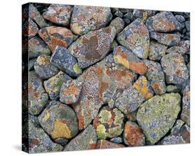 Stones With Algae And Lichen-null-Stretched Canvas