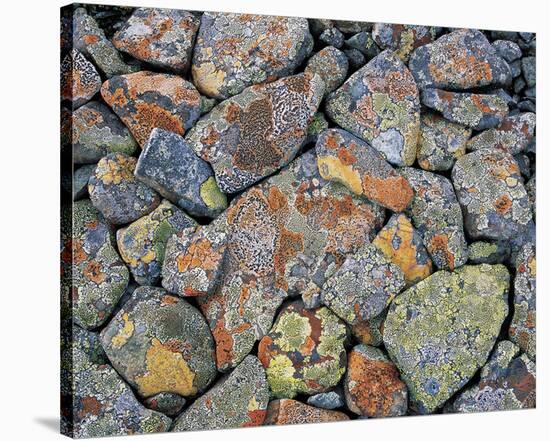 Stones With Algae And Lichen-null-Stretched Canvas