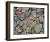 Stones With Algae And Lichen-null-Framed Art Print