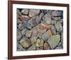 Stones With Algae And Lichen-null-Framed Art Print