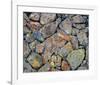 Stones With Algae And Lichen-null-Framed Art Print