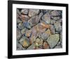Stones With Algae And Lichen-null-Framed Art Print