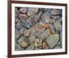 Stones With Algae And Lichen-null-Framed Art Print