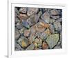 Stones With Algae And Lichen-null-Framed Art Print
