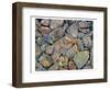 Stones With Algae And Lichen-null-Framed Art Print