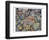 Stones With Algae And Lichen-null-Framed Art Print