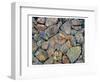 Stones With Algae And Lichen-null-Framed Art Print