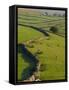 Stonewalls and Sheep, Near Ribblehead, Yorkshire, England, UK, Europe-Upperhall Ltd-Framed Stretched Canvas