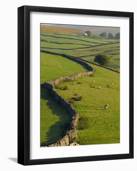 Stonewalls and Sheep, Near Ribblehead, Yorkshire, England, UK, Europe-Upperhall Ltd-Framed Photographic Print