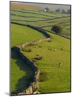 Stonewalls and Sheep, Near Ribblehead, Yorkshire, England, UK, Europe-Upperhall Ltd-Mounted Photographic Print