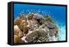 Stony and Lobe Corals (Porites Lobe)-null-Framed Stretched Canvas