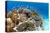 Stony and Lobe Corals (Porites Lobe)-null-Stretched Canvas