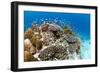 Stony and Lobe Corals (Porites Lobe)-null-Framed Photographic Print