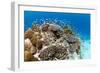 Stony and Lobe Corals (Porites Lobe)-null-Framed Photographic Print