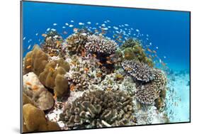 Stony and Lobe Corals (Porites Lobe)-null-Mounted Photographic Print