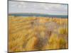 Stony Beach, Sandwich Bay, 2013 (Oil on Canvas)-Peter Breeden-Mounted Giclee Print