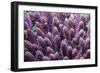 Stony coral Derawan Islands, Indonesia-Georgette Douwma-Framed Photographic Print