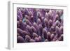 Stony coral Derawan Islands, Indonesia-Georgette Douwma-Framed Photographic Print