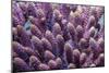 Stony coral Derawan Islands, Indonesia-Georgette Douwma-Mounted Photographic Print