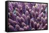 Stony coral Derawan Islands, Indonesia-Georgette Douwma-Framed Stretched Canvas