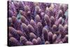 Stony coral Derawan Islands, Indonesia-Georgette Douwma-Stretched Canvas