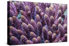 Stony coral Derawan Islands, Indonesia-Georgette Douwma-Stretched Canvas