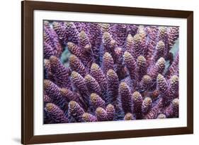 Stony coral Derawan Islands, Indonesia-Georgette Douwma-Framed Photographic Print
