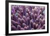 Stony coral Derawan Islands, Indonesia-Georgette Douwma-Framed Photographic Print