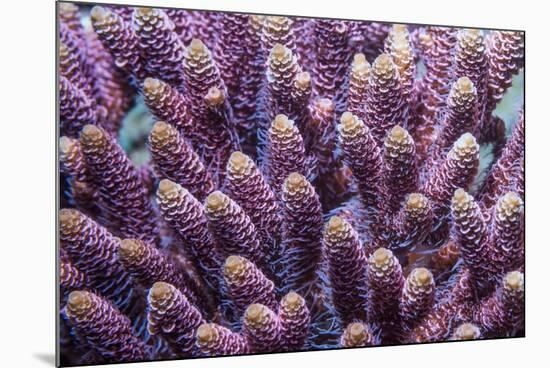 Stony coral Derawan Islands, Indonesia-Georgette Douwma-Mounted Photographic Print