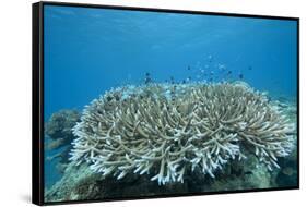 Stony Corals in Beqa Lagoon, Fiji-Stocktrek Images-Framed Stretched Canvas