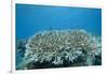 Stony Corals in Beqa Lagoon, Fiji-Stocktrek Images-Framed Premium Photographic Print