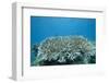 Stony Corals in Beqa Lagoon, Fiji-Stocktrek Images-Framed Photographic Print