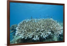 Stony Corals in Beqa Lagoon, Fiji-Stocktrek Images-Framed Photographic Print