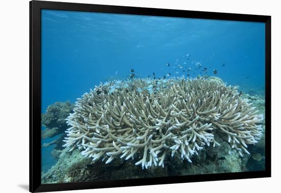 Stony Corals in Beqa Lagoon, Fiji-Stocktrek Images-Framed Photographic Print