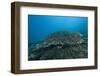 Stony Corals in Beqa Lagoon, Fiji-Stocktrek Images-Framed Photographic Print