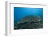 Stony Corals in Beqa Lagoon, Fiji-Stocktrek Images-Framed Photographic Print