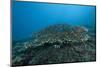 Stony Corals in Beqa Lagoon, Fiji-Stocktrek Images-Mounted Photographic Print