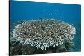 Stony Corals in Beqa Lagoon, Fiji-Stocktrek Images-Stretched Canvas