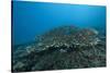 Stony Corals in Beqa Lagoon, Fiji-Stocktrek Images-Stretched Canvas