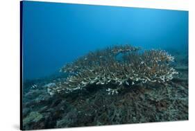 Stony Corals in Beqa Lagoon, Fiji-Stocktrek Images-Stretched Canvas