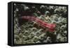 Stonycoral Ghostgoby-Hal Beral-Framed Stretched Canvas