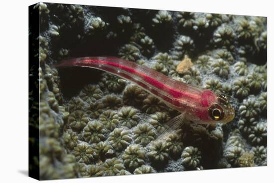 Stonycoral Ghostgoby-Hal Beral-Stretched Canvas