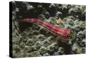 Stonycoral Ghostgoby-Hal Beral-Stretched Canvas