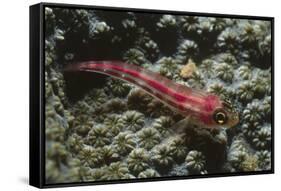 Stonycoral Ghostgoby-Hal Beral-Framed Stretched Canvas