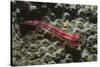 Stonycoral Ghostgoby-Hal Beral-Stretched Canvas