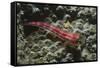 Stonycoral Ghostgoby-Hal Beral-Framed Stretched Canvas
