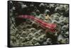 Stonycoral Ghostgoby-Hal Beral-Framed Stretched Canvas