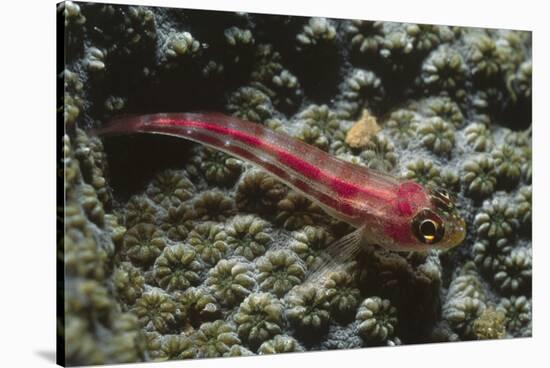 Stonycoral Ghostgoby-Hal Beral-Stretched Canvas