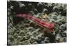 Stonycoral Ghostgoby-Hal Beral-Stretched Canvas