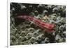 Stonycoral Ghostgoby-Hal Beral-Framed Photographic Print